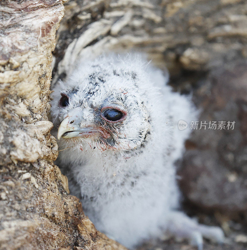 黄褐色猫头鹰(Strix aluco)年轻的鸟